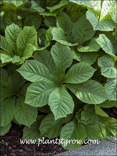 palmately compound leaf